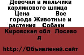 Девочки и мальчики карликового шпица  › Цена ­ 20 000 - Все города Животные и растения » Собаки   . Кировская обл.,Лосево д.